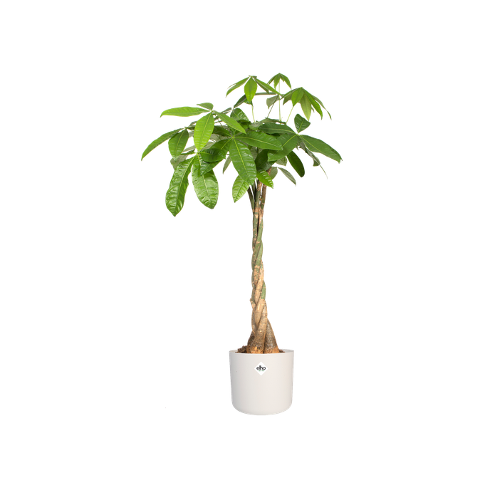 b.for soft round 25cm white